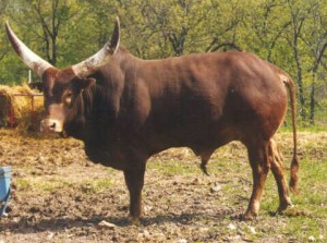 red ankole-watusi bull standing in field with trees in background