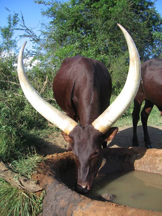 Uganda ankole watusi cow 