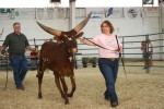 Cindy Sims of the BS Cattle Company, Oklahoma shows off BSCC Lady Bug in open showmanship at the 2012 Colorado State Fair. They placed second.