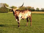 LMD Lucky Lady, foundation pure cow from Judd's herd