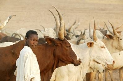 A Short History of Watusi Cattle