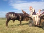 BWS Holy Cody, 2011 bull calf getting attention from Laura and their gals.