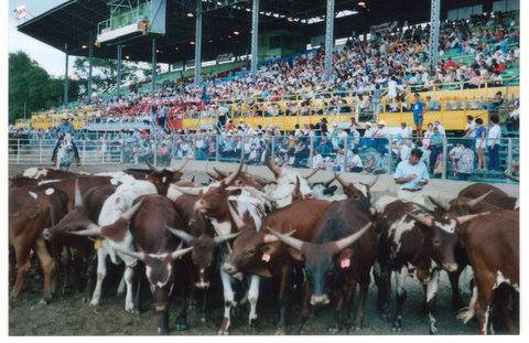 Yearling heifer class as the Colorado State Fair 1983.