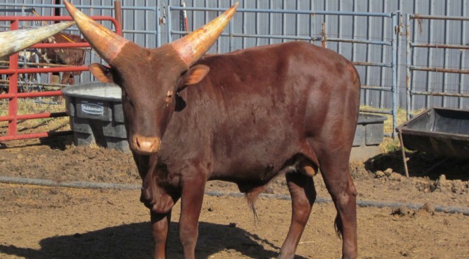Foundation Pure Bull For Sale: BSCC Ironman