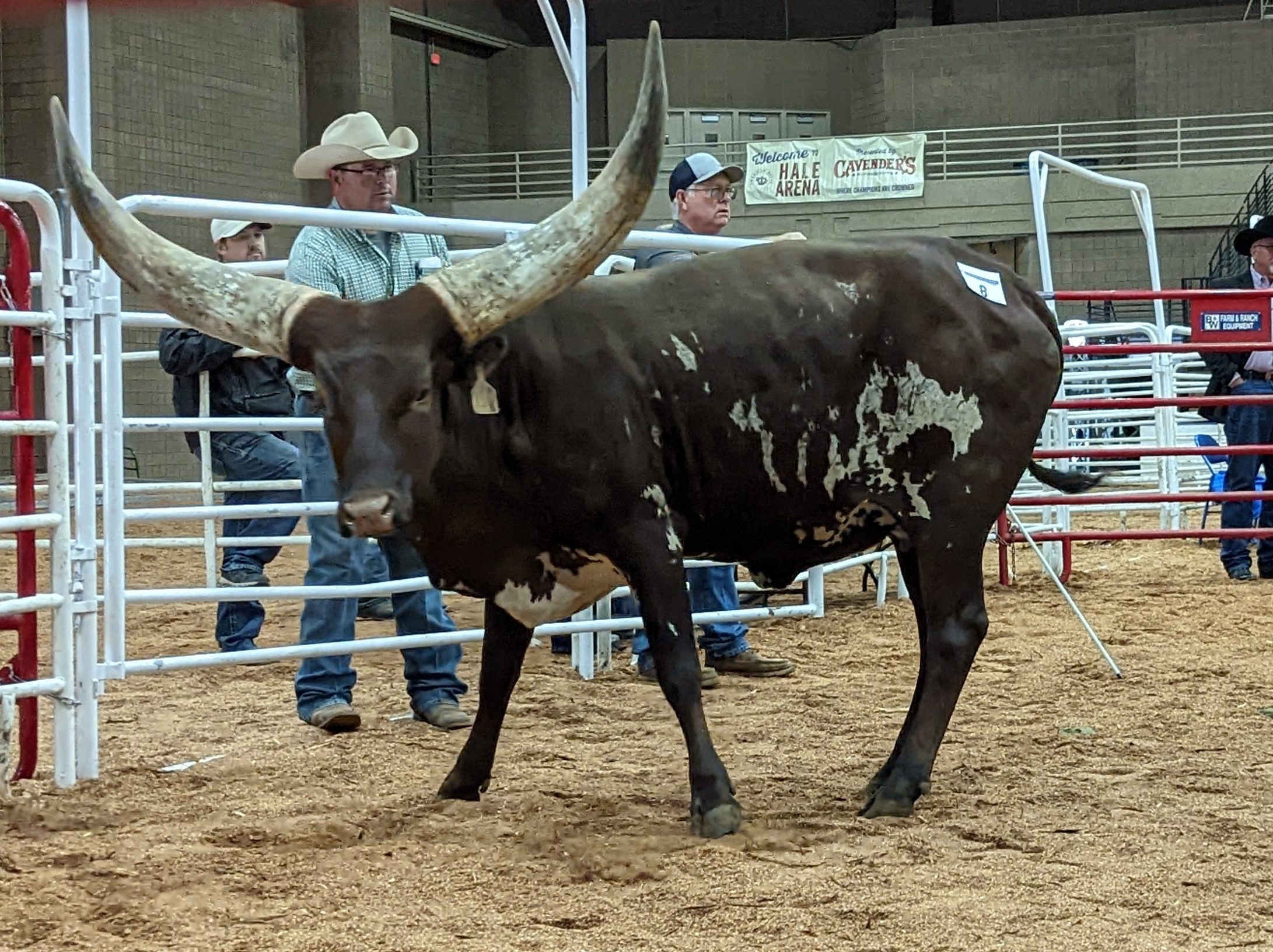 Red Hill Barbie Blaze, Grand Champion Foundation Pure cow and Champion Cow Calf