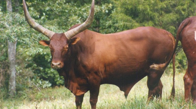 red ankole-watusi bull standing in field with trees in background