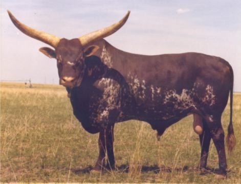 The Swede Pattern – Famous ancient Watusi color pattern