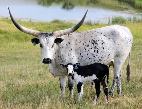 Watusi Bloodlines