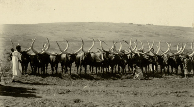 The Saga of the Watusi Cattle