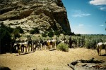 Roundup corrals on the mountain to bring the stock home