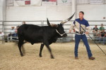 Todd Laudenklos with Queen Latifa in Showmanship Class at the 2012 Colorado State Fair.