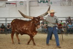 Vernon Base of Coon Creek Buffalo, Newton, Kansas showing Coon Creek Motika Blaze to first place in the Open Showmanship Class at the 2012 Colorado State Fair.