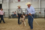 Well, apparently once you are Grandpa you take better care of yourself and downsize.  Bar G Dixie Diana shown by Duane Gilbert 2012 Colorado State Fair.