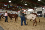Brian Sims of the BS Cattle Company, Oklahoma showing BSCC Miracle in open showmanship at the 2012 Colorado State Fair.