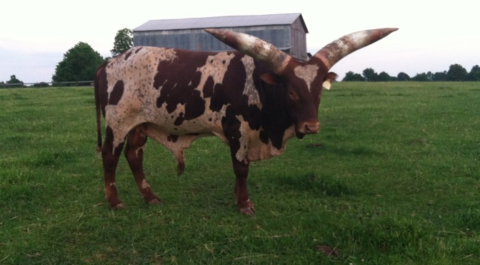 The current Judd Watusi Cattle herdsire