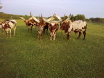 Group shot of part of Judd's herd, representing mostly BWS and Bar G bloodlines