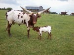 More of Judd's herd: Sister 4 U with her new 2013 heifer by Liar's Lake Troublemaker