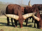 A steer owned by Tom Ward