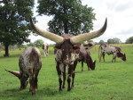 A steer owned by Tom Ward and some more of his herd