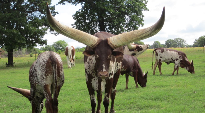 A steer owned by Tom Ward and some more of his herd