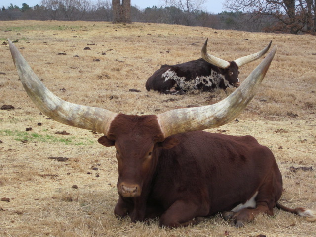 A steer owned by Tom Ward
