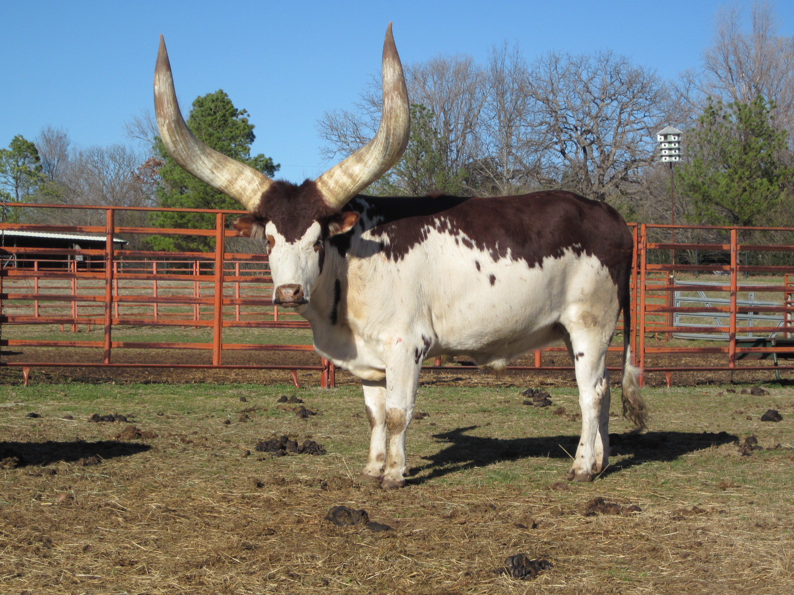 A steer owned by Tom Ward