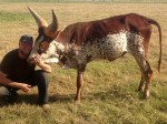 Matt and his favorite (and first watusi) BWS Miss Sweetie Pie, a 2011 heifer calf. She lives up to her name. Of course all the Moffat critters have this same great disposition.