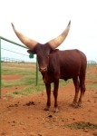 2011 heifer, BWS Miss Oklahoma Rose.