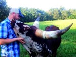 Matt Moffat with BWS Miss Tammy Faye, bonding.  Matt does not yet own this cow, but does have her first calf.