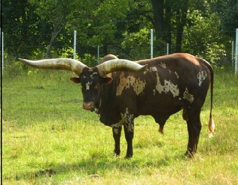 Watusi in a variety of poses