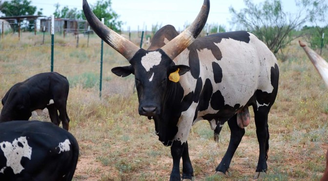 Herdsire Spotlight: Burnett’s Republican AKA “Oreo”