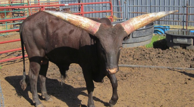 Foundation Pure Bull For Sale: BSCC Red Cloud